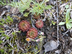 Sempervivum caucasicum