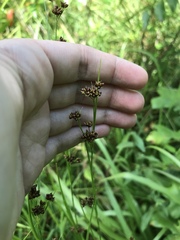 Rhynchospora recognita