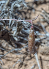 Astragalus brandegeei