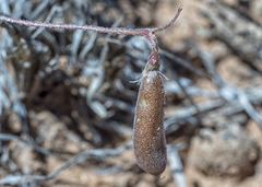 Astragalus brandegeei