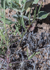 Astragalus brandegeei