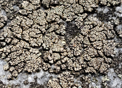 Rhizoplaca opiniconensis