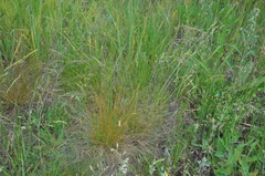 Festuca rupicola