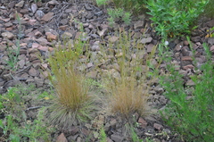 Festuca rupicola