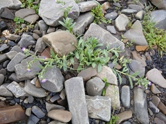 Nonea versicolor
