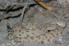 Crotalus cerastes laterorepens