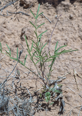 Astragalus brandegeei