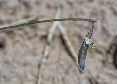 Astragalus brandegeei