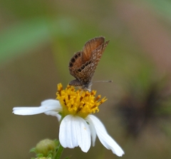 Brephidium pseudofea