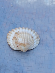 Acanthocardia echinata