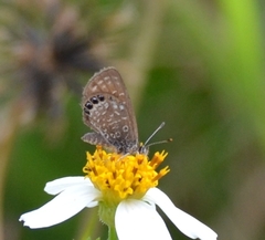 Brephidium pseudofea