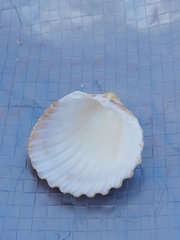 Acanthocardia echinata