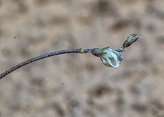 Astragalus brandegeei