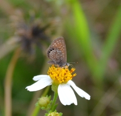 Brephidium pseudofea