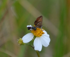 Brephidium pseudofea