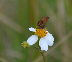 Brephidium pseudofea
