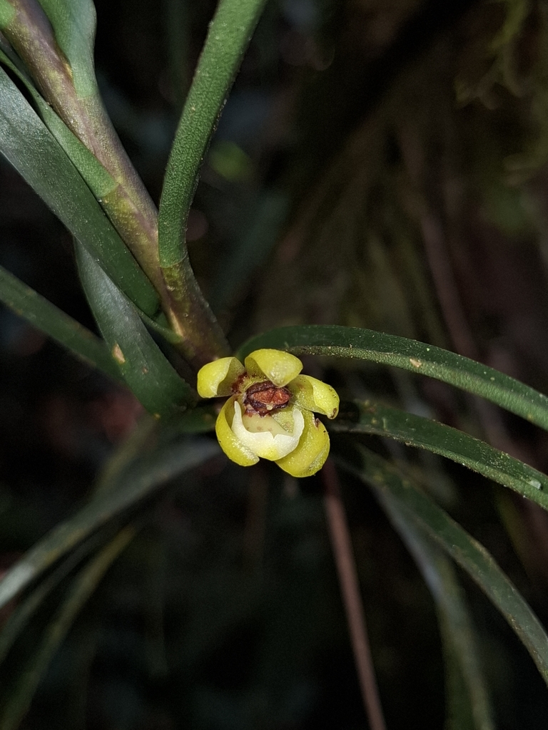 Dichaea stenophylla