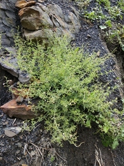 Scrophularia rupestris