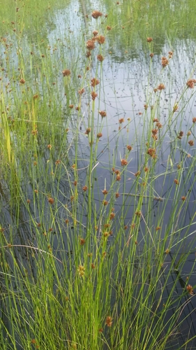 Image of Rhynchospora filifolia by (c) Jay Horn, some rights reserved (CC BY)
