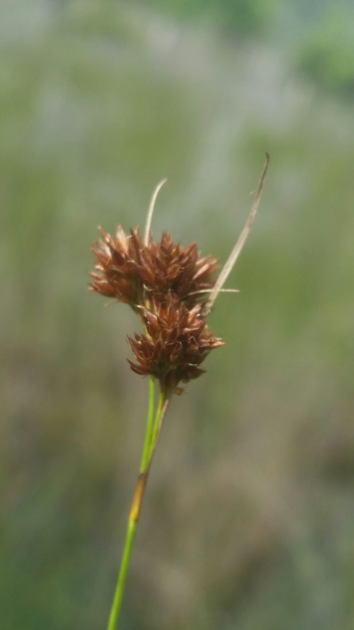 Rhynchospora filifolia