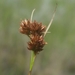 Rhynchospora filifolia - Photo (c) Jay Horn, alguns direitos reservados (CC BY), uploaded by Jay Horn