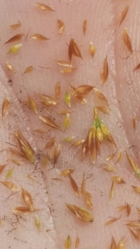 Rhynchospora filifolia image