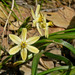 Triteleia ixioides - Photo (c) Stan Shebs, algunos derechos reservados (CC BY-SA)