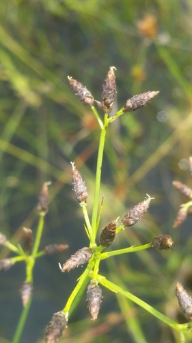 Image of Rhynchospora nitens by (c) Jay Horn, some rights reserved (CC BY)
