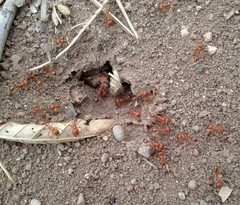Pogonomyrmex maricopa