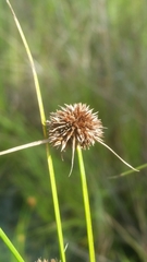 Rhynchospora microcephala