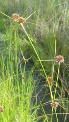 Rhynchospora microcephala