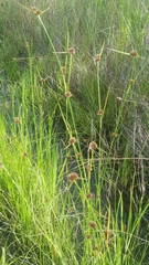 Rhynchospora microcephala