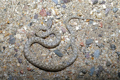 Hypsiglena chlorophaea