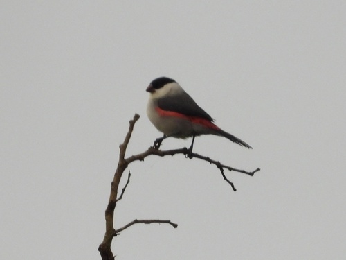 Black-crowned Waxbill (Estrilda nonnula), photo 2
