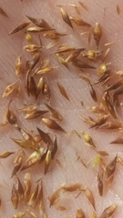 Rhynchospora microcephala