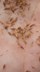 Rhynchospora microcephala