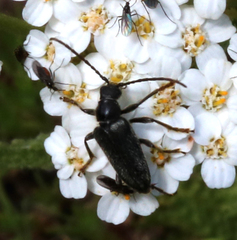 Brachysomida californica