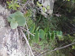 Hylotelephium caucasicum