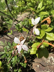 Rhododendron arborescens