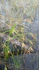 Rhynchospora inundata