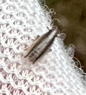 Kelisia vittipennis