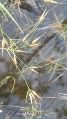 Rhynchospora inundata