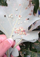 Phylloteras volutellae