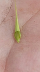 Rhynchospora inundata