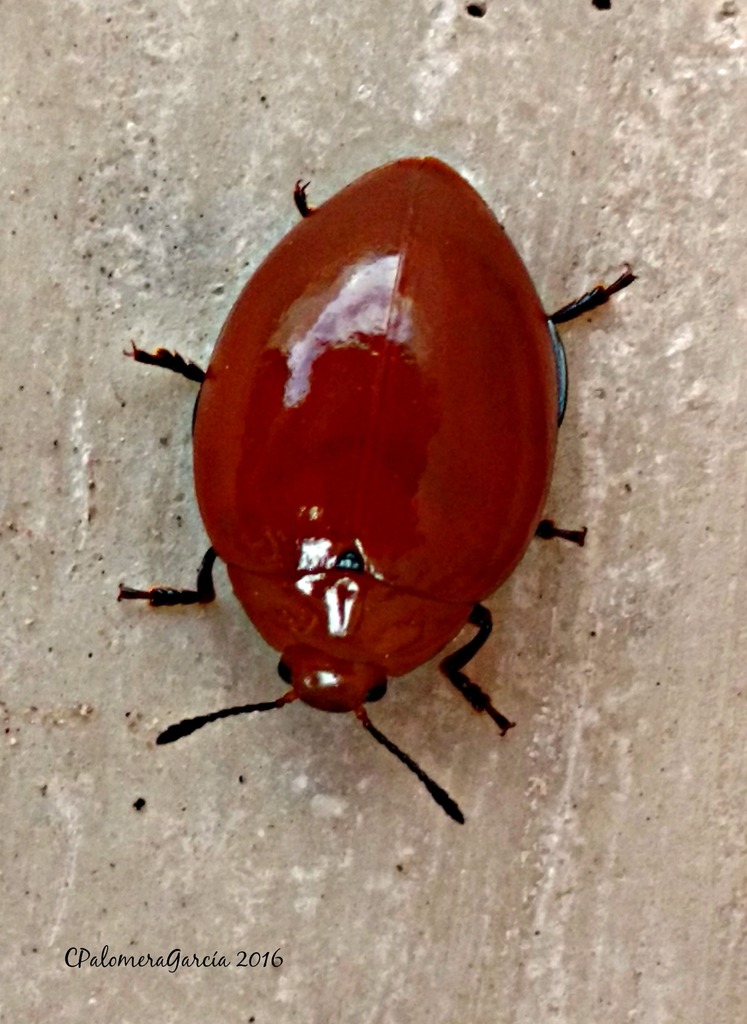 Aegithus melaspis