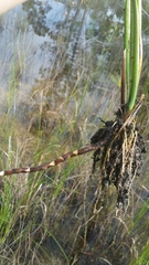 Rhynchospora inundata