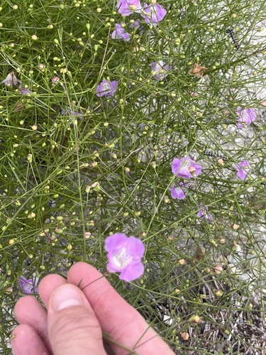 Image of Agalinis edwardsiana by (c) Cody Stricker, some rights reserved (CC BY)