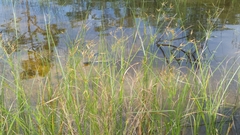 Rhynchospora inundata