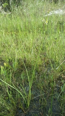 Sagittaria graminea graminea