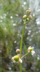 Sagittaria graminea graminea
